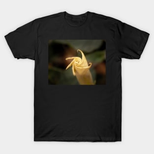 Sacred Datura Bud Unfurling T-Shirt